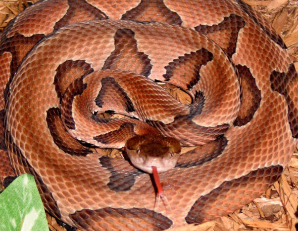 Copperheads: Could they be in your yard?