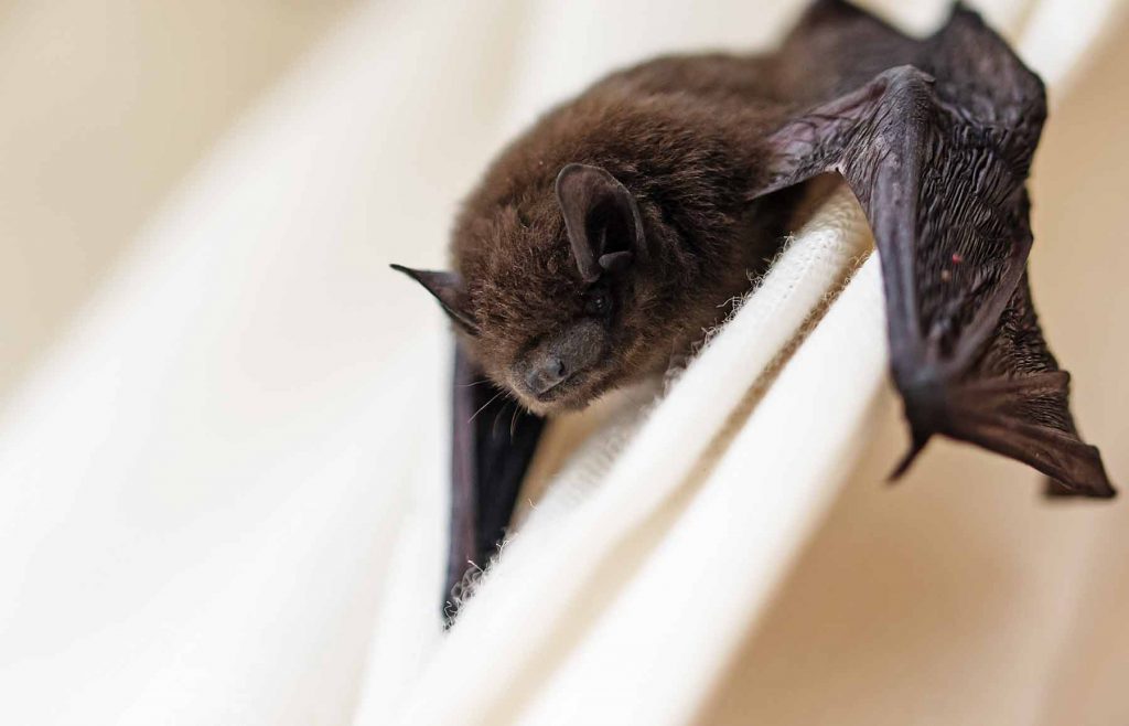 bat control | Triangle Wildlife Removal (919) 661-0722 Raleigh, NC