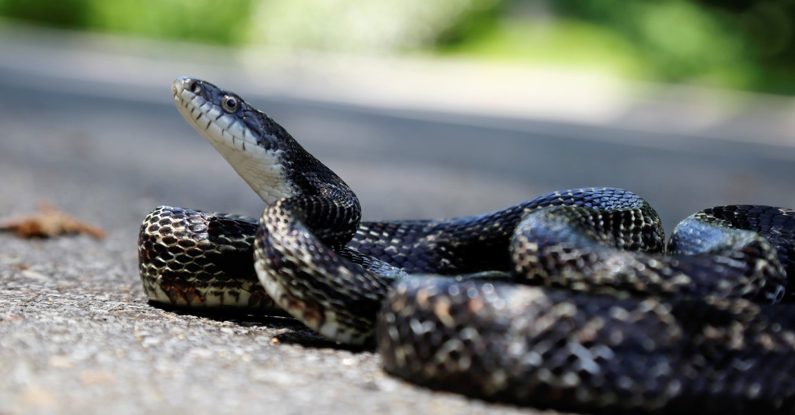 The Elusive Snake Hiding In North Carolina