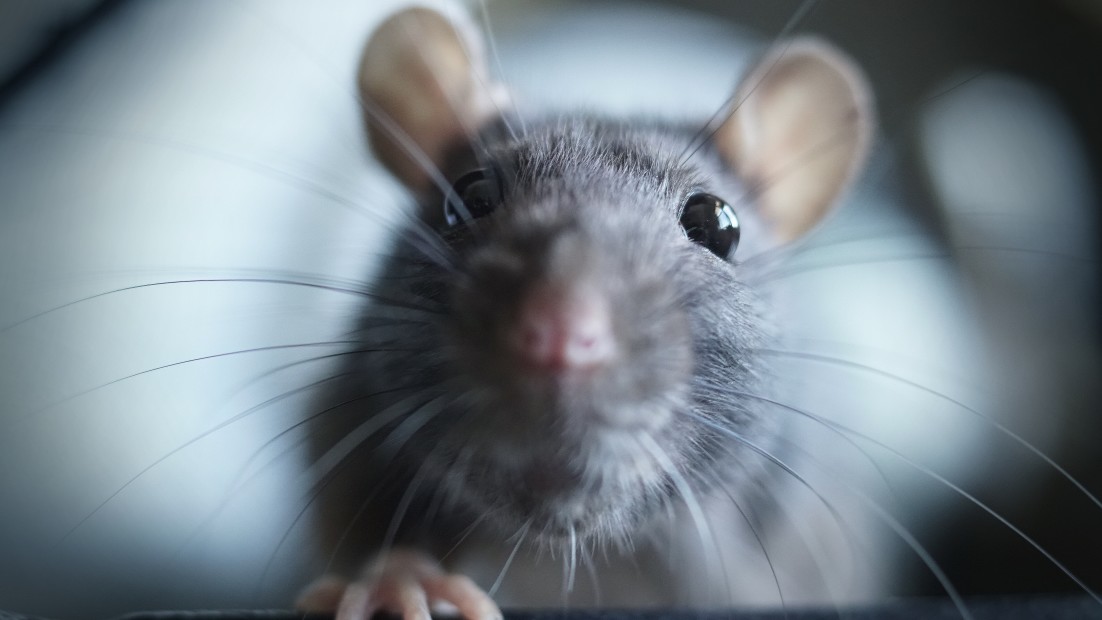 America’s Most Rat-Infested Cities: Did yours make the list?