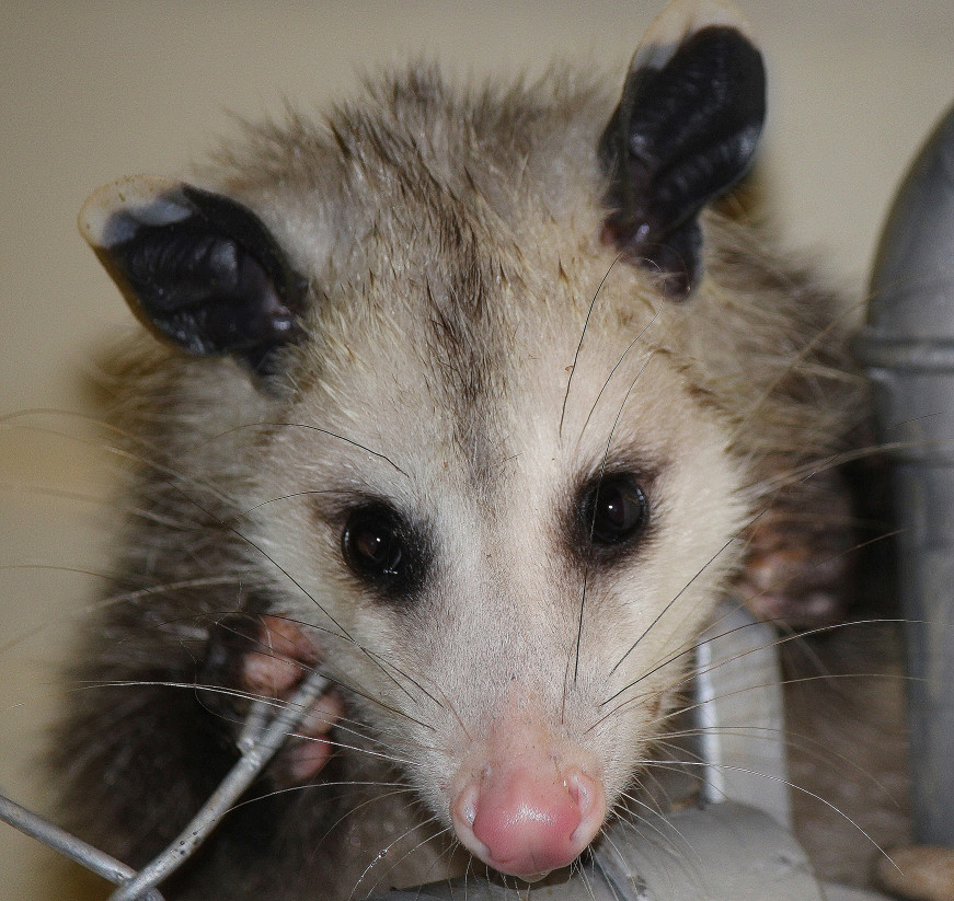 Opossums In North Carolina