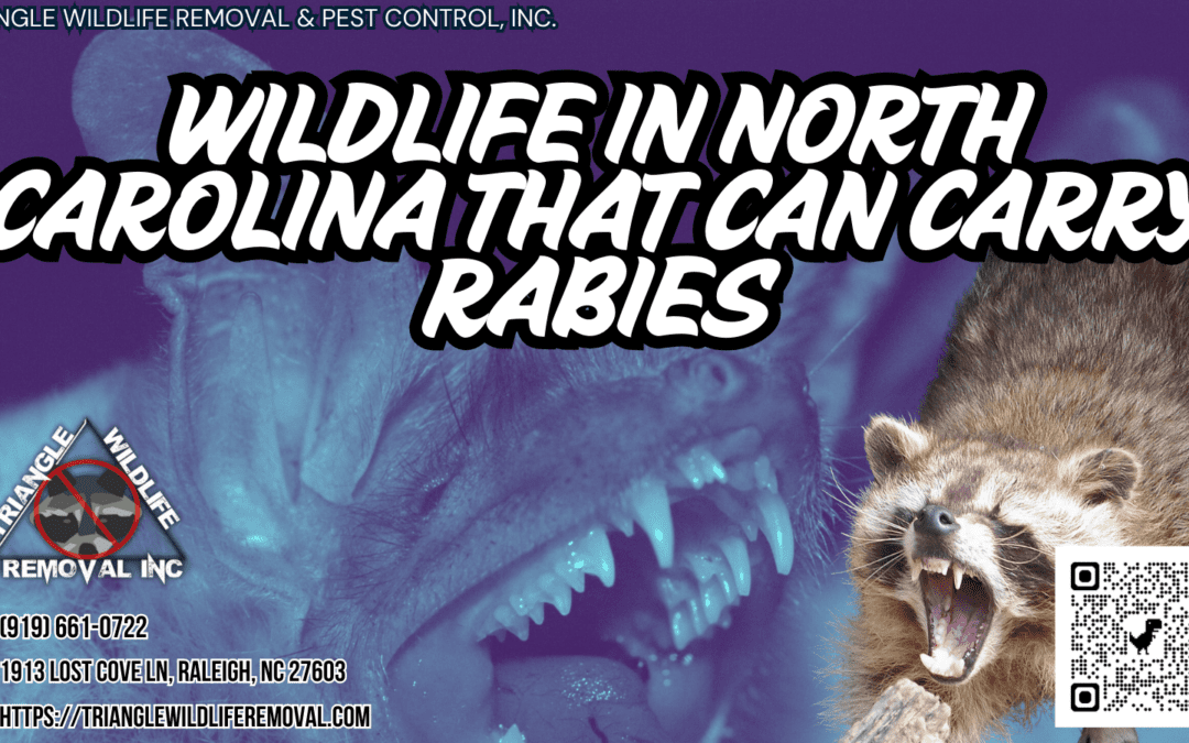 Wildlife In North Carolina That Can Carry Rabies.