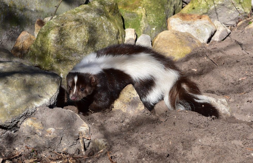 Skunk Mating Season Begins | Triangle Wildlife Removal (919) 661-0722