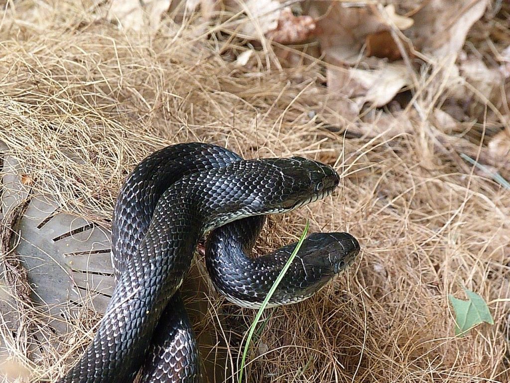 What to Do If You Encounter A Snake | Triangle Wildlife Removal (919)  661-0722 Raleigh, NC