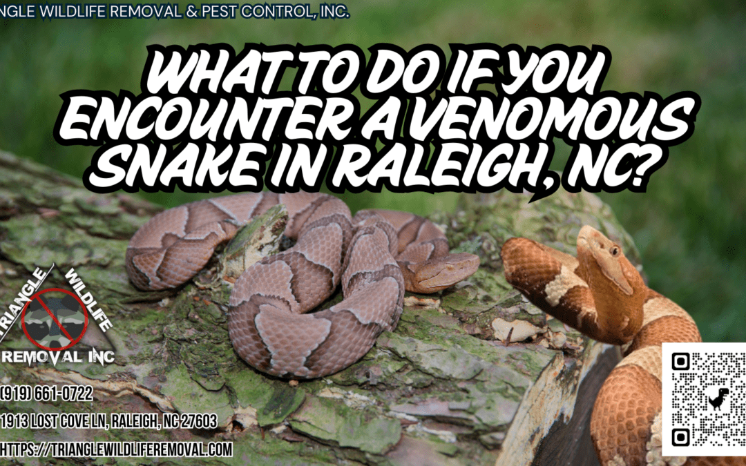 What To Do If You Encounter A Venomous Snake In Raleigh, NC?