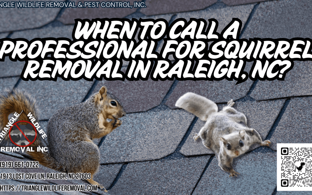 When To Call A Professional For Squirrel Removal In Raleigh, NC?