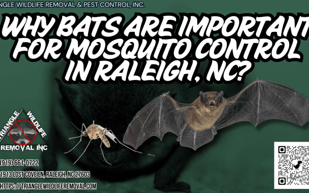 Why Bats Are Important For Mosquito Control In Raleigh, NC?