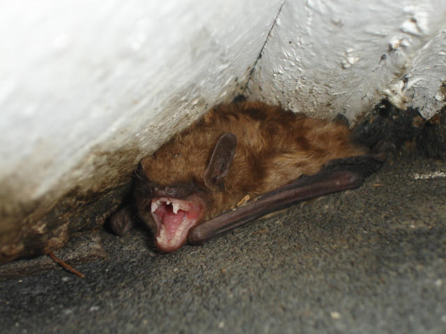 Bat Species of North Carolina