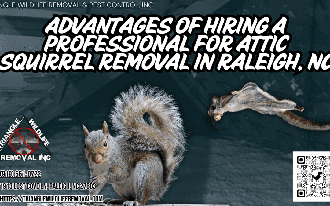 Advantages of Hiring a Professional for Attic Squirrel Removal in Raleigh, NC