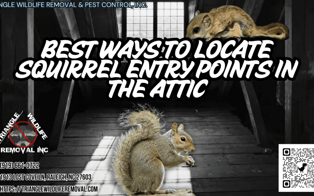 What Are the Best Ways to Locate Squirrel Entry Points in the Attic?