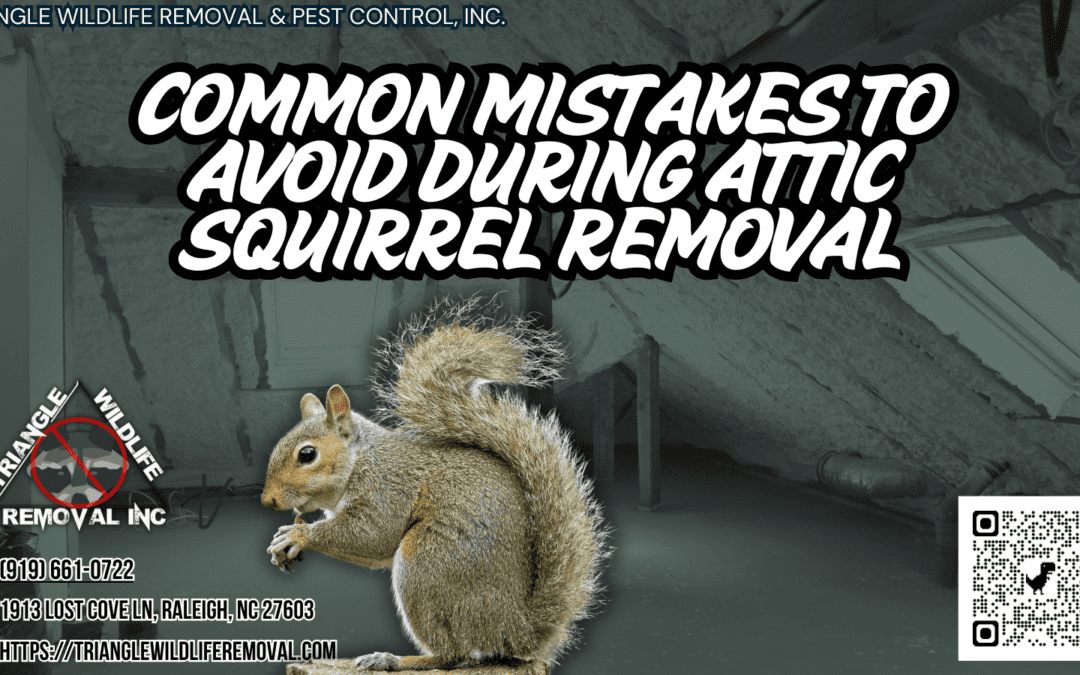 What Are the Common Mistakes to Avoid During Attic Squirrel Removal?