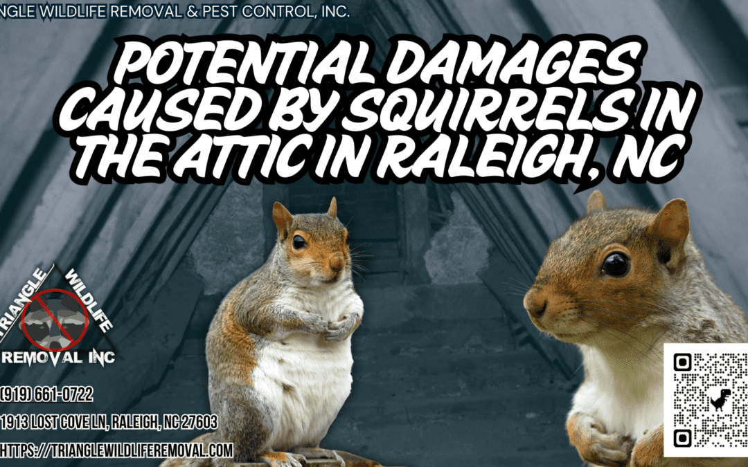 Potential damages caused by squirrels in the attic in Raleigh, NC.