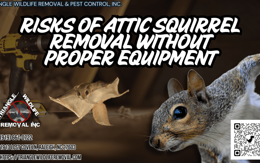 What Are the Risks of Attic Squirrel Removal Without Proper Equipment?