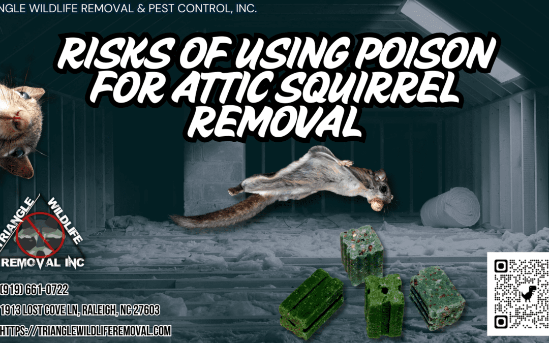What Are the Risks of Using Poison for Attic Squirrel Removal?