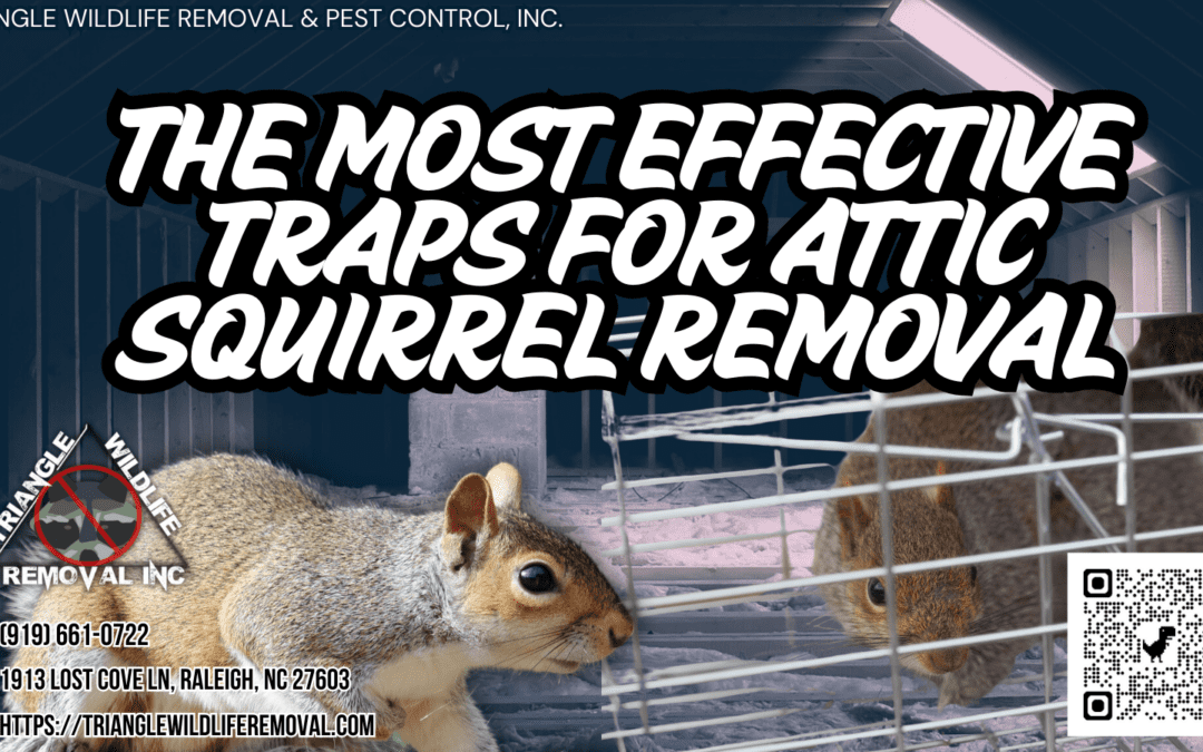 What Are the Most Effective Traps for Attic Squirrel Removal?