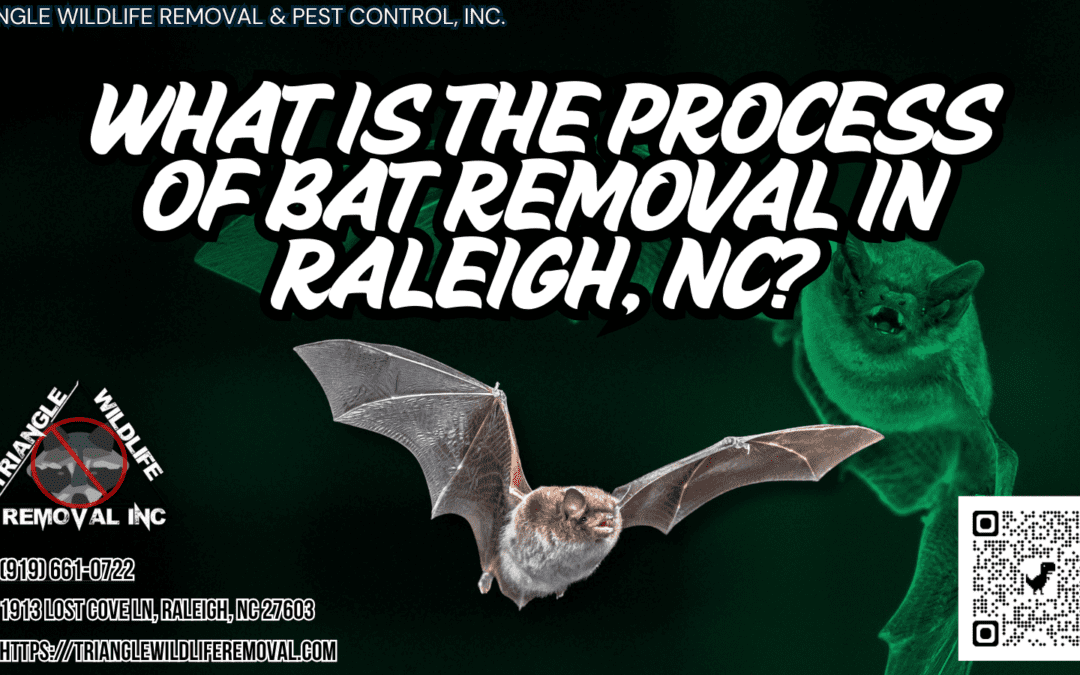 What Is The Process Of Bat Removal?