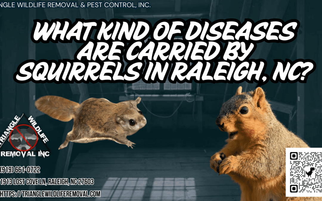 What Kind of Diseases Are Carried by Squirrels?