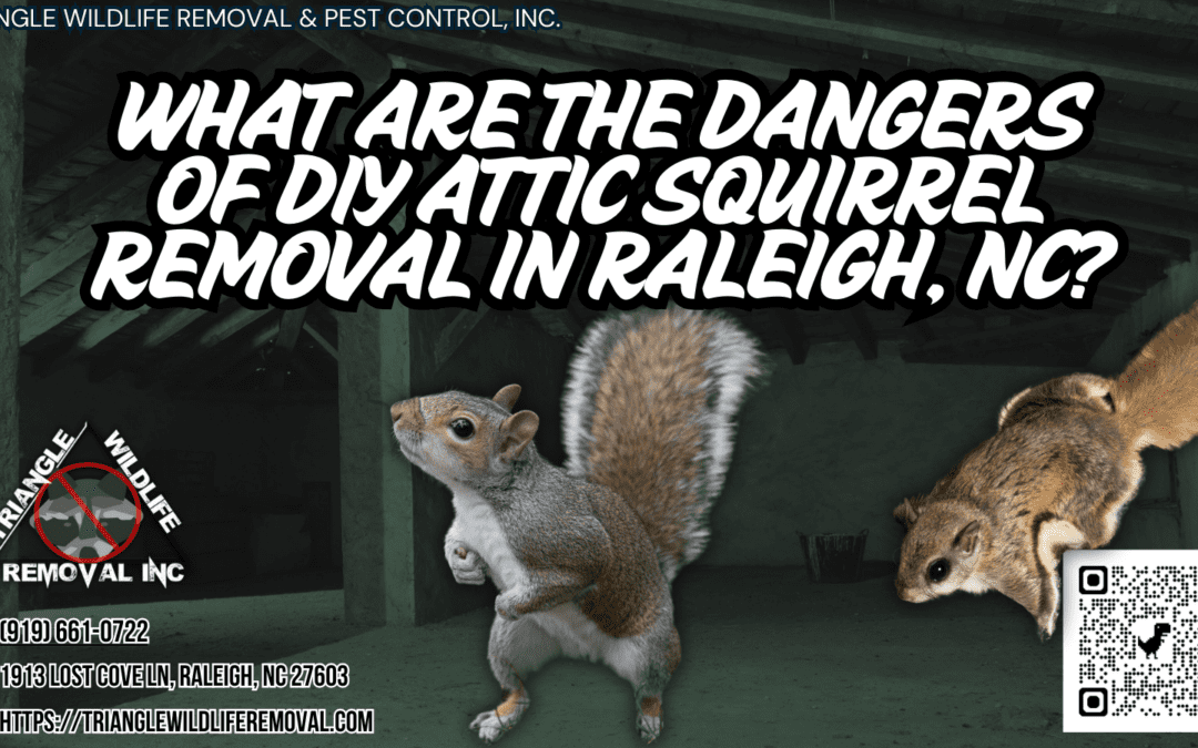 What Are the Dangers of Diy Attic Squirrel Removal?