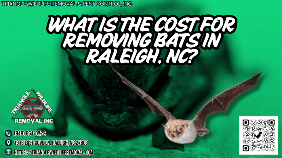 What Is The Cost For Removing Bats? - Triangle Wildlife Removal (919 ...