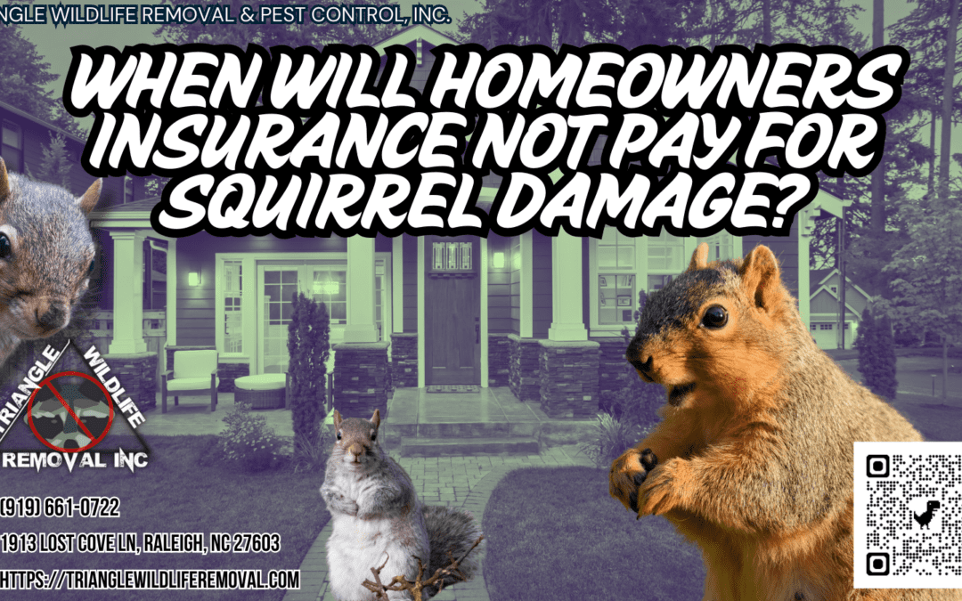 When Will Homeowners Insurance Not Pay For Squirrel Damage?