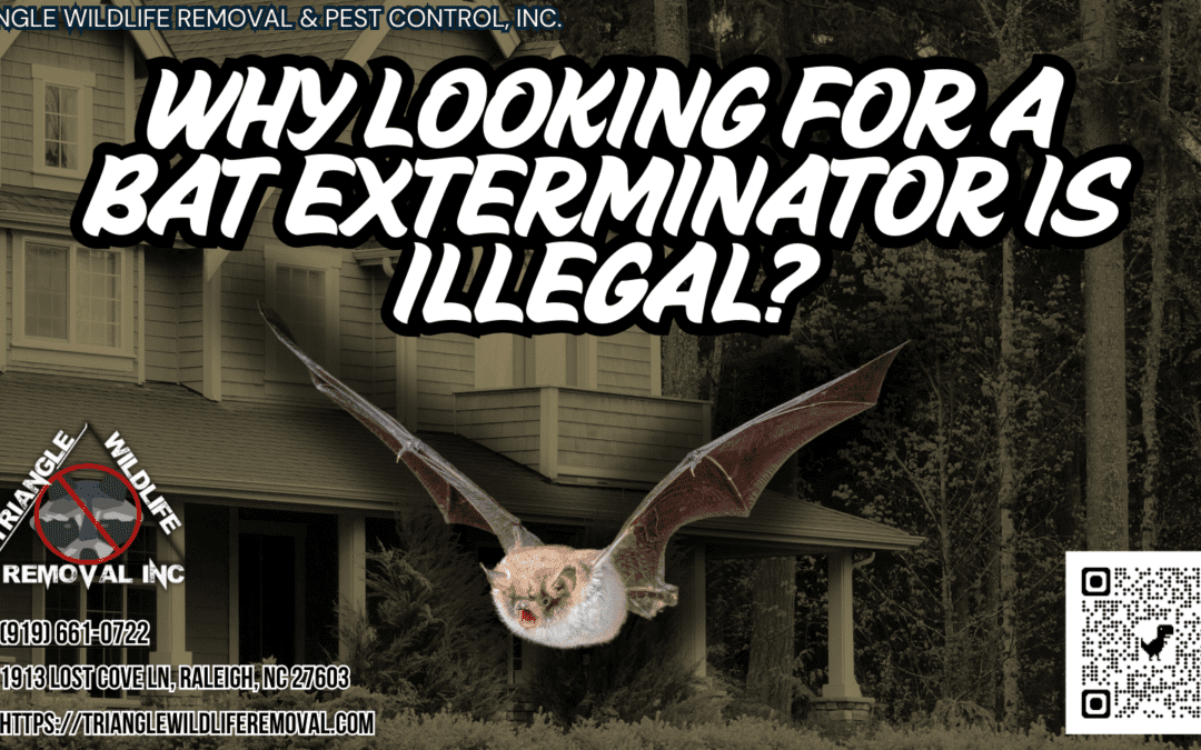 Why Looking For A Bat Exterminator Is Illegal?