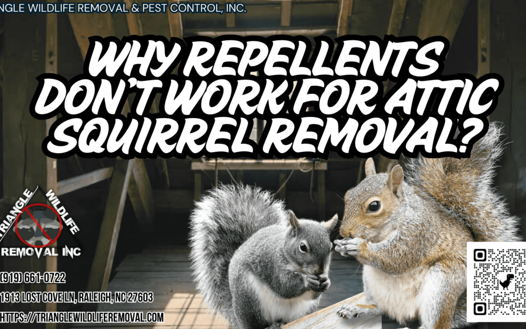 Why Repellents Don’t Work for Attic Squirrel Removal?