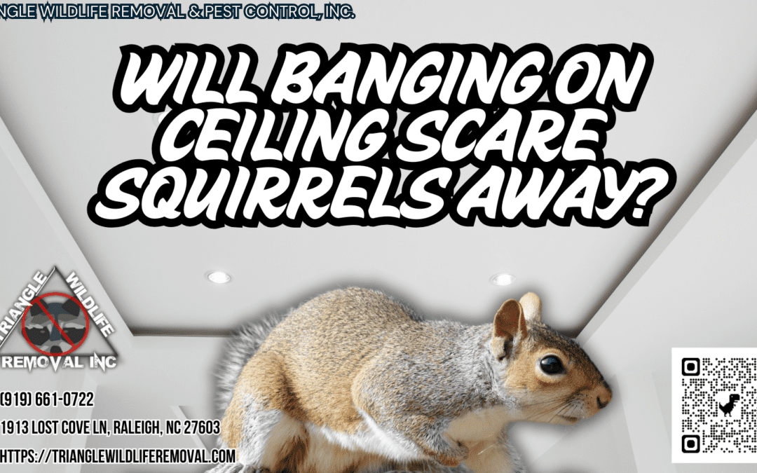 Will Banging on Ceiling Scare Squirrels Away?