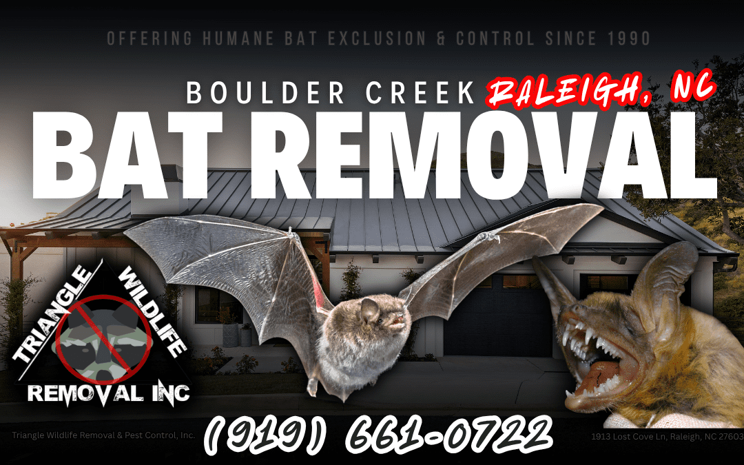 Bat Removal Boulder Creek Raleigh, NC (919) 661-0722