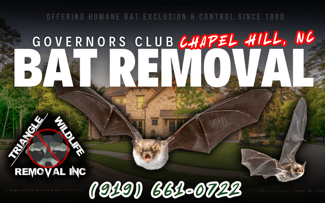 Governors Club, Chapel Hill, NC Bat Removal Service (919) 661-0722
