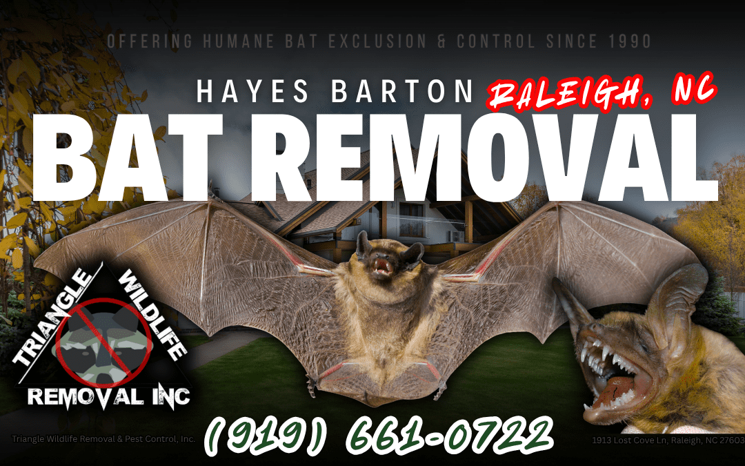 Hayes Barton, Raleigh, NC Bat Removal Service (919) 661-0722