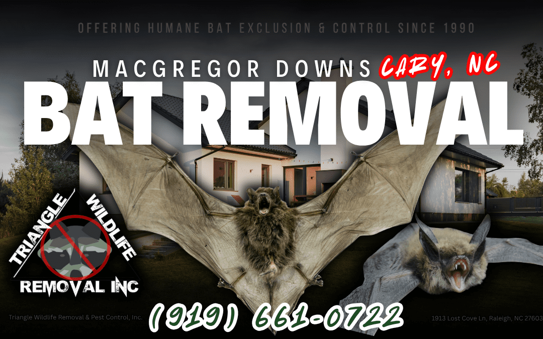 MacGregor Downs, Cary, NC Bat Removal Service (919) 661-0722