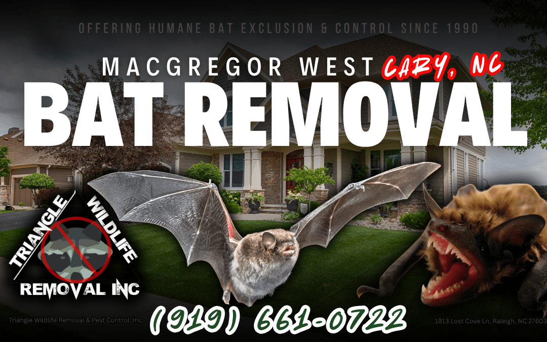 MacGregor West, Cary, NC Bat Removal Service (919) 661-0722