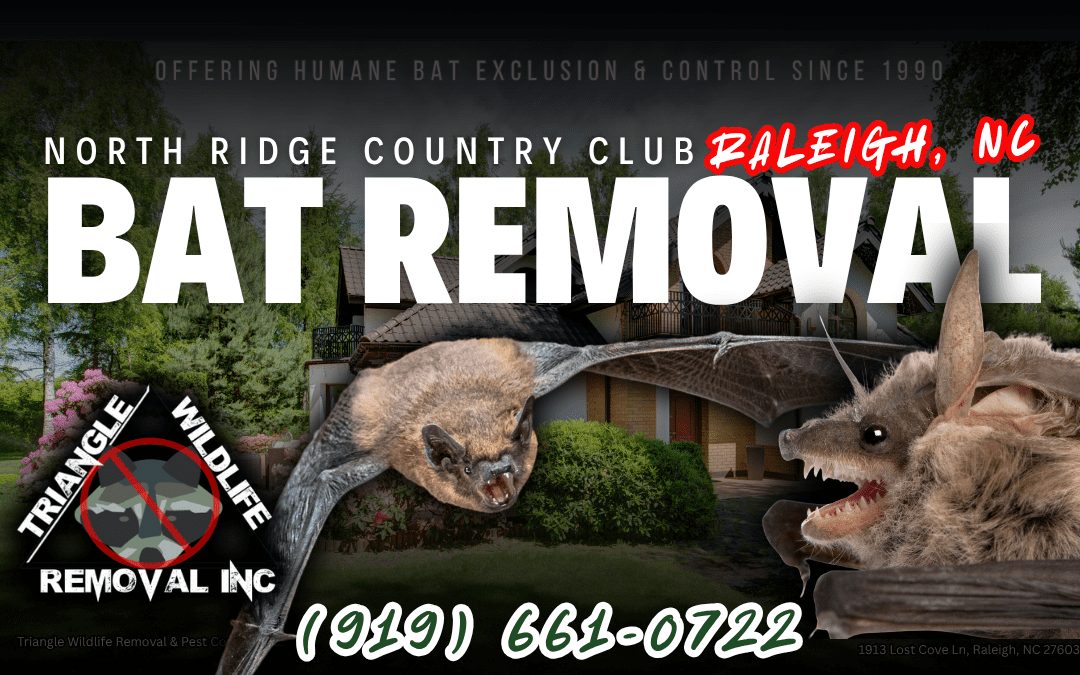 Bat Removal North Ridge Country Club Raleigh, NC (919) 661-0722