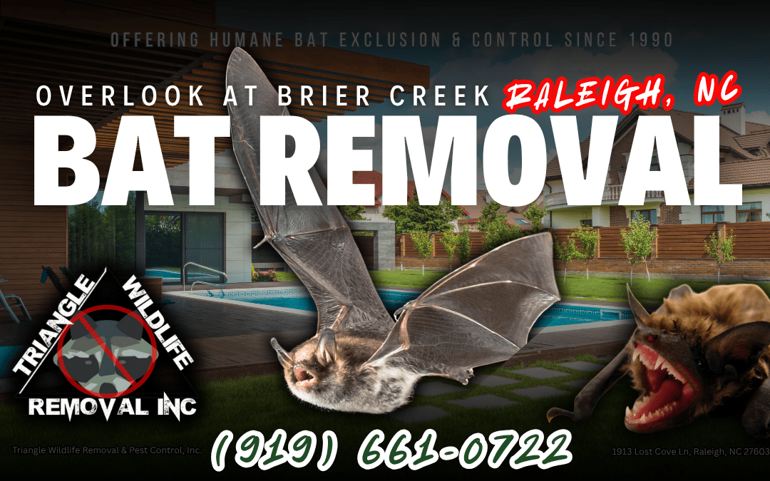 Bat Removal Overlook At Brier Creek Raleigh, NC (919) 661-0722
