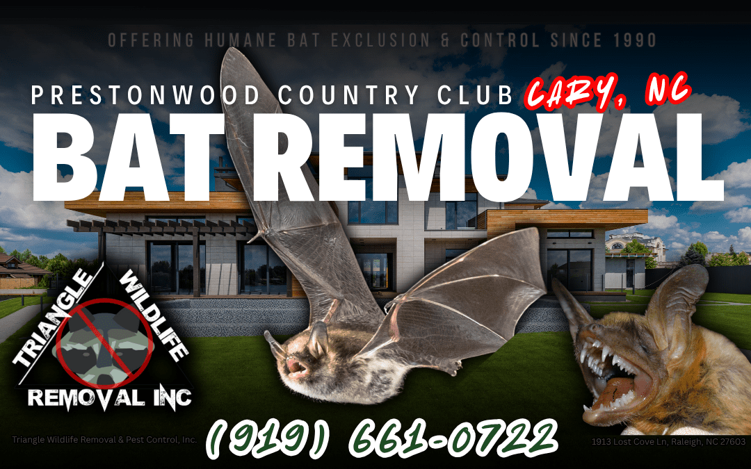 Bat Removal Prestonwood Country Club Cary, NC (919) 661-0722