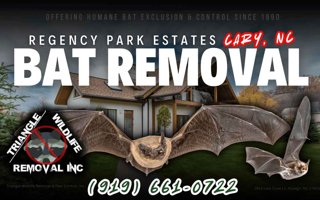 Regency Park Estates, Cary, NC Bat Removal Service (919) 661-0722