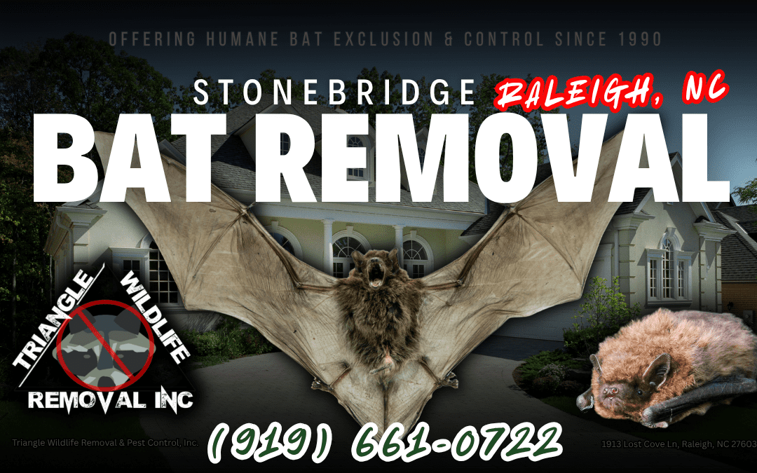 Bat Removal Stonebridge Raleigh, NC (919) 661-0722