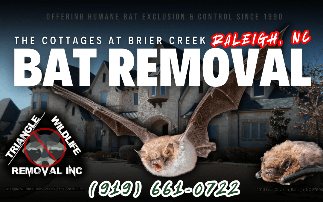 The Cottages at Brier Creek, Raleigh, NC Bat Removal Service (919) 661-0722
