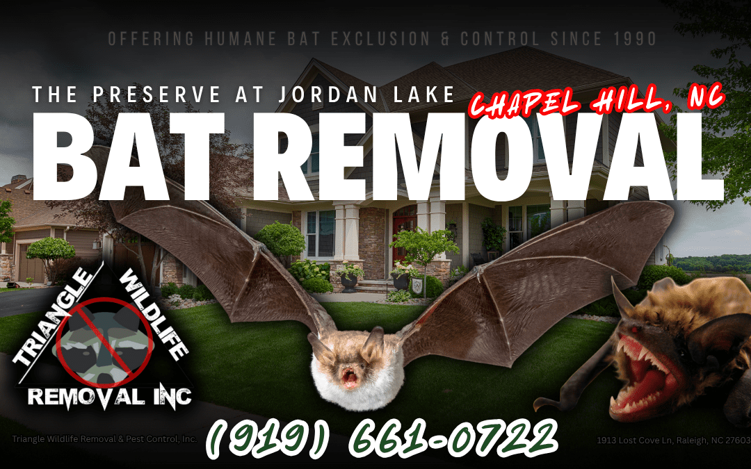 Bat Removal The Preserve At Jordan Lake Chapel Hill, NC (919) 661-0722