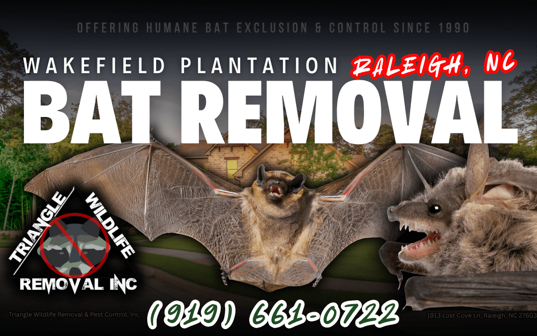 Bat Removal Wakefield Plantation Raleigh, NC (919) 661-0722