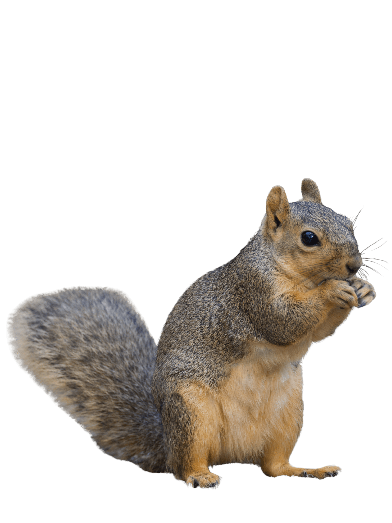 squirrel control service in Raleigh NC