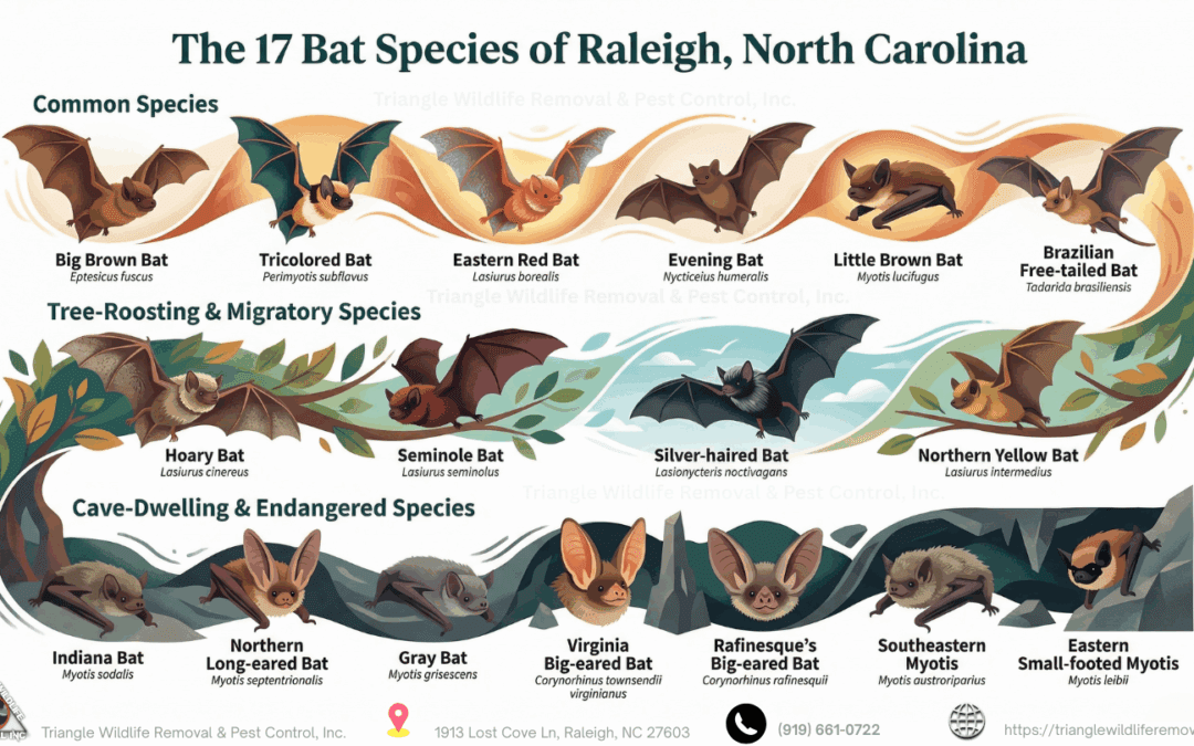 Bat Species Native to Raleigh, NC