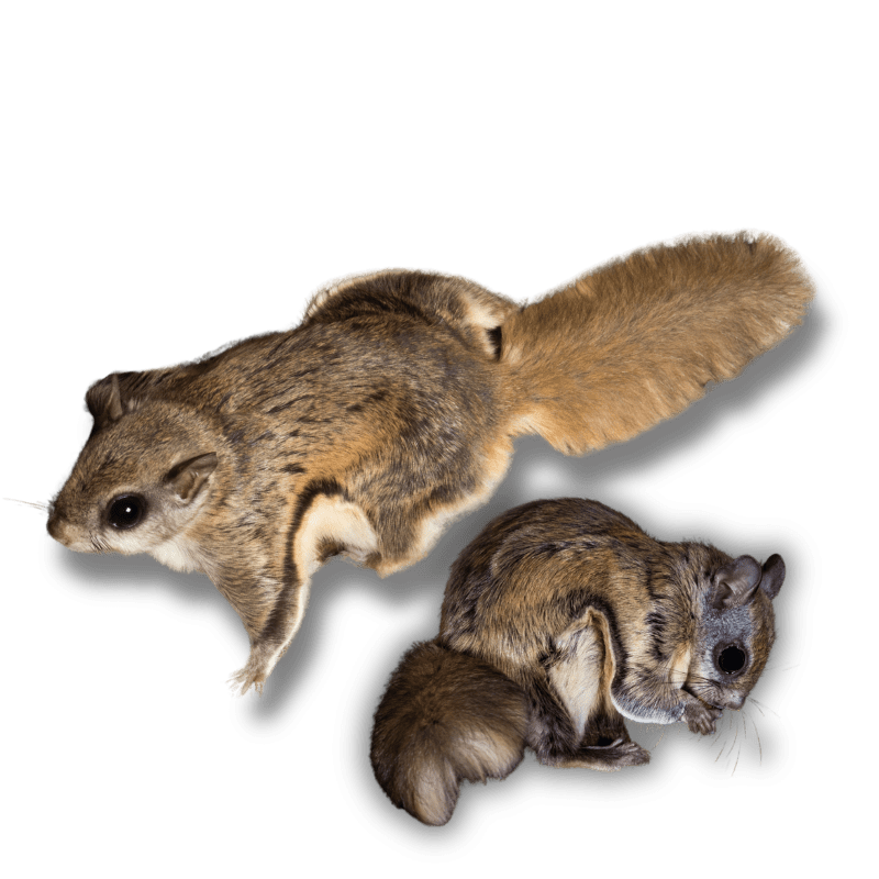 Raleigh, North Carolina Flying Squirrel Removal