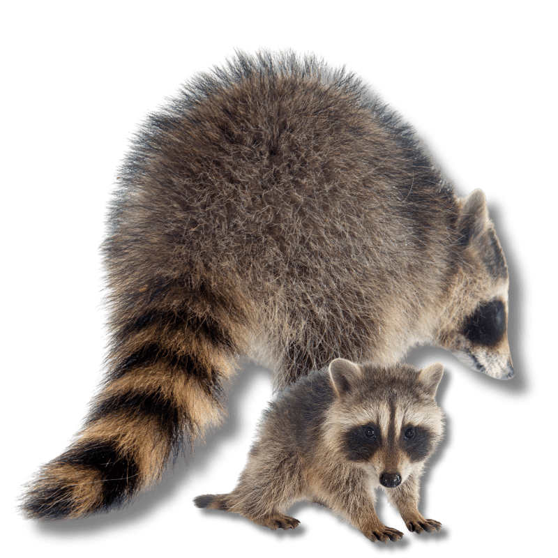Raleigh, North Carolina Raccoon Removal
