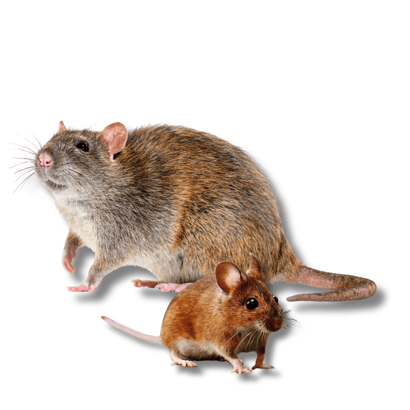 Raleigh, North Carolina Rodent Removal