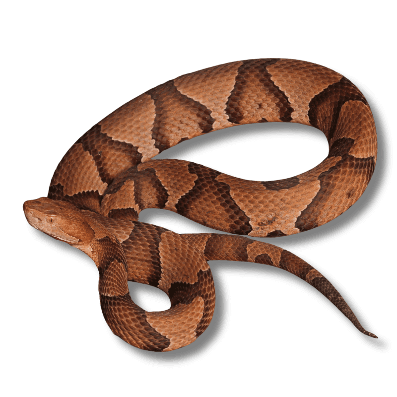Raleigh, North Carolina Snake Removal