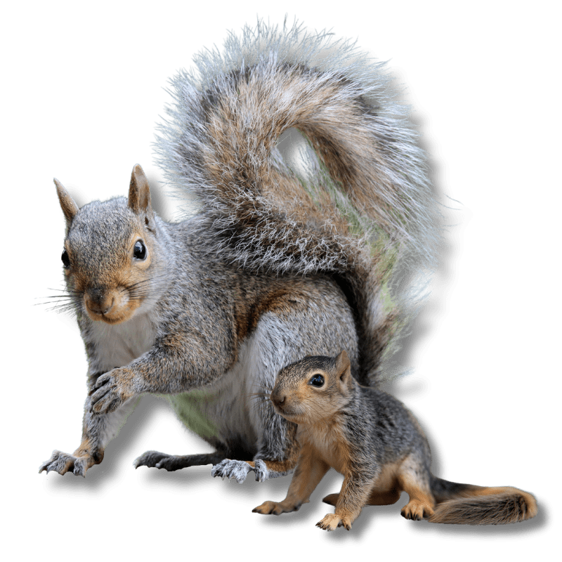 Raleigh, North Carolina Squirrel Removal