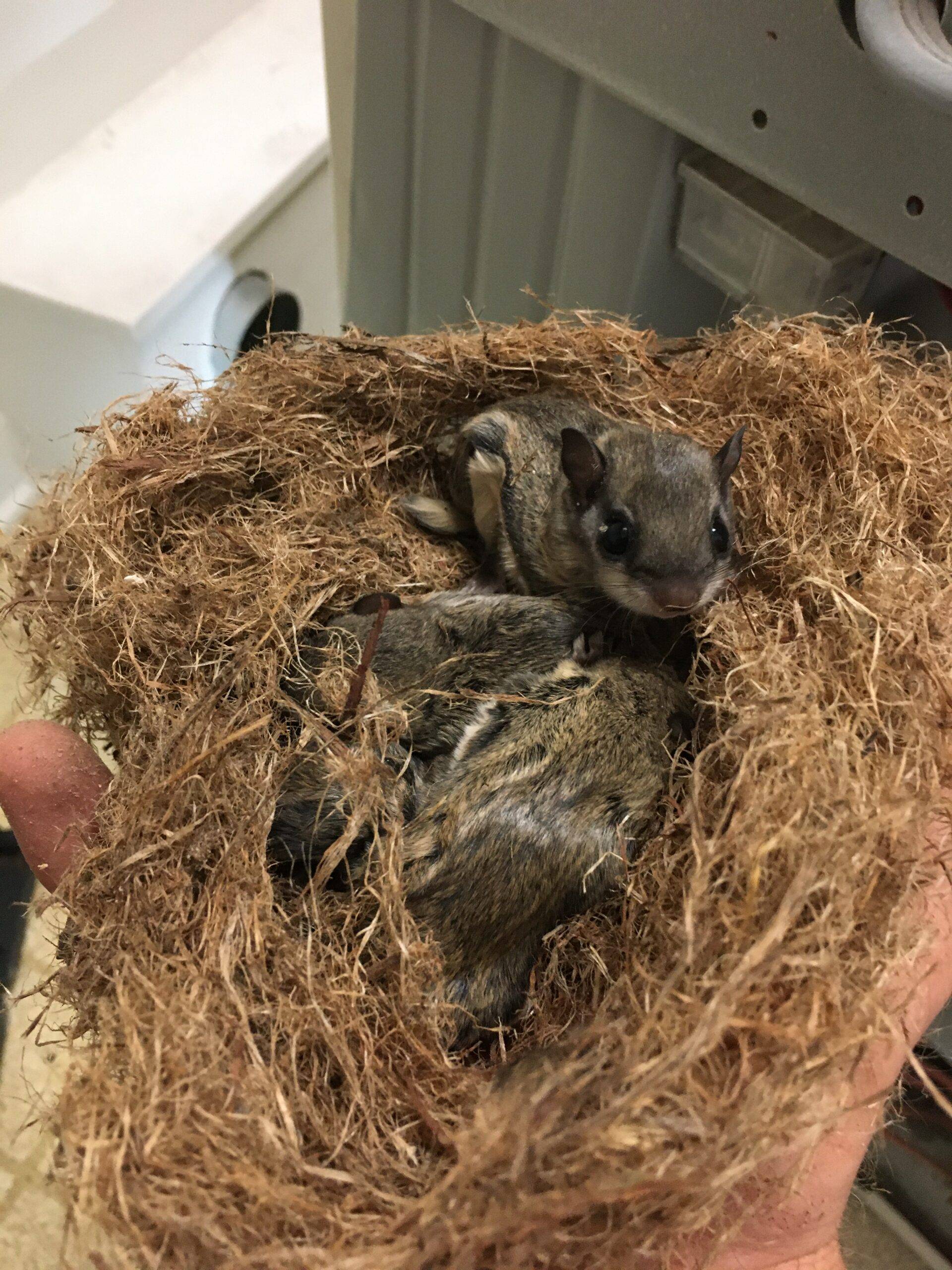 nest of flying squirrels