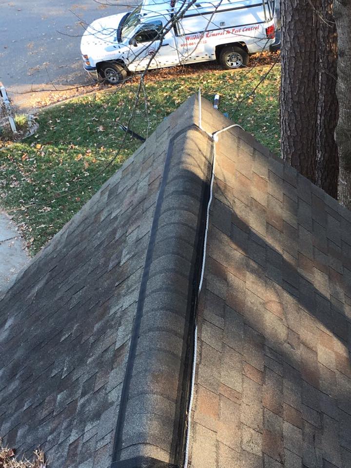 triangle wildlife removal working from heights on roof